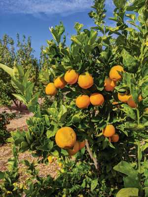 Lemon trees grow in Tucson, Arizona