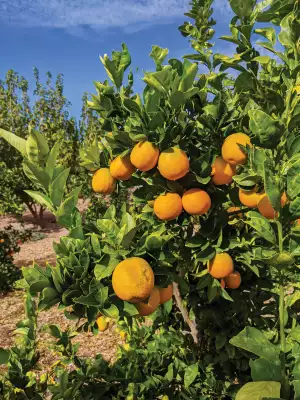 Lemon trees grow in Tucson, Arizona