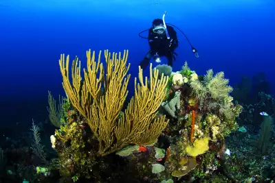 Bucket list ideas for travellers | A diver at the Belize Barrier Reef
