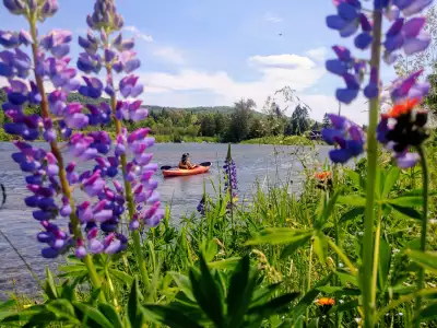 Kayaking surrounded by flowers in Edmundston, New Brunswick