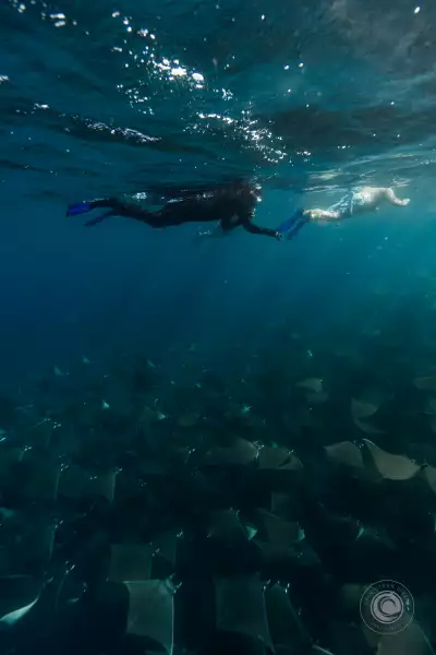 Los Cabos | An Apex Safari takes you underwater with fish, dolphins and more in Los Cabos