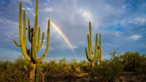 A rainbow appears over cacti in Tucson, Arizona