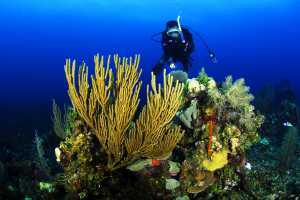 Bucket list ideas for travellers | A diver at the Belize Barrier Reef