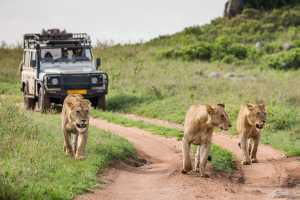 Bucket list ideas for travellers | Lions walk along the road against the backdrop of a car with tourists in Serengeti National Park, Tanzania