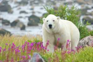 Bucket list ideas for travellers | A polar bear in Churchill, Manitoba