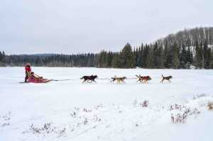 Quebec dogsledding | Eric Pichette and his team of dogs sledding across a lake