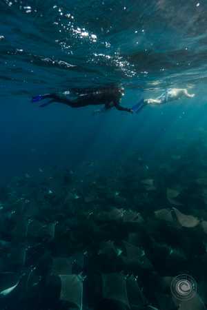 Los Cabos | An Apex Safari takes you underwater with fish, dolphins and more in Los Cabos