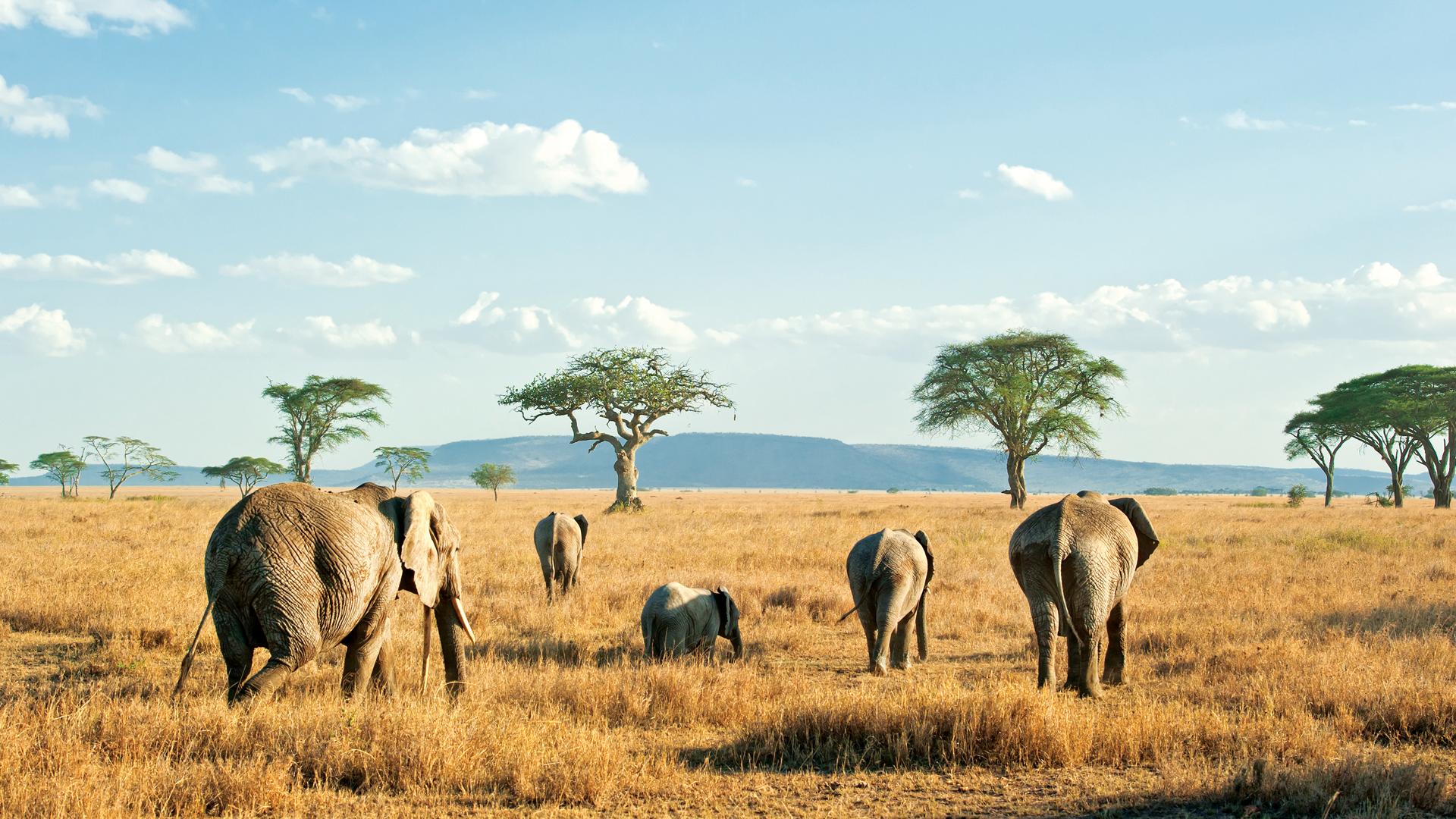 Serengeti National Park Serengeti National Park