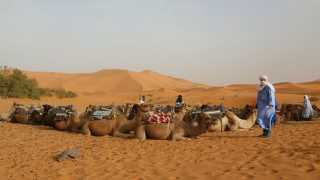 Trekking through the Sahara Desert by camel