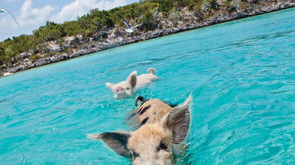 Swimming pigs in The Bahamas