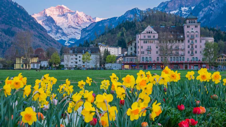 Flowers and mountains flank the town of Interlaken, Switzerland