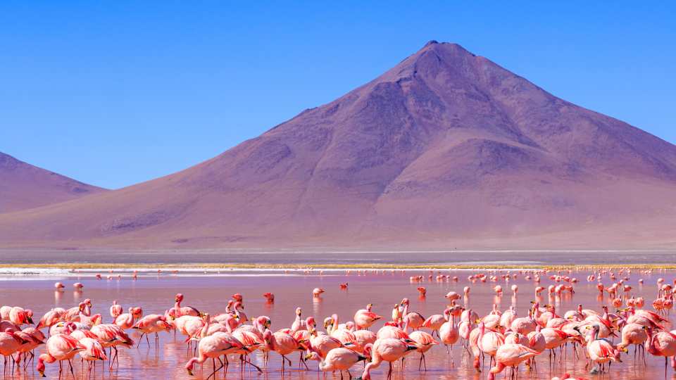 Laguna Colorada, red salt lake near Uyuni, Bolivia