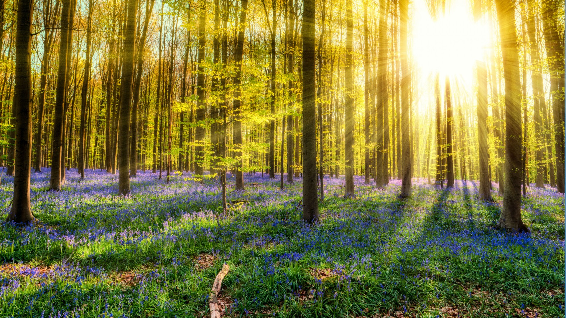 Famous forest. Лес Халлербос. Суаньский лес Бельгия. Hallerbos Forest. Халлербосе.