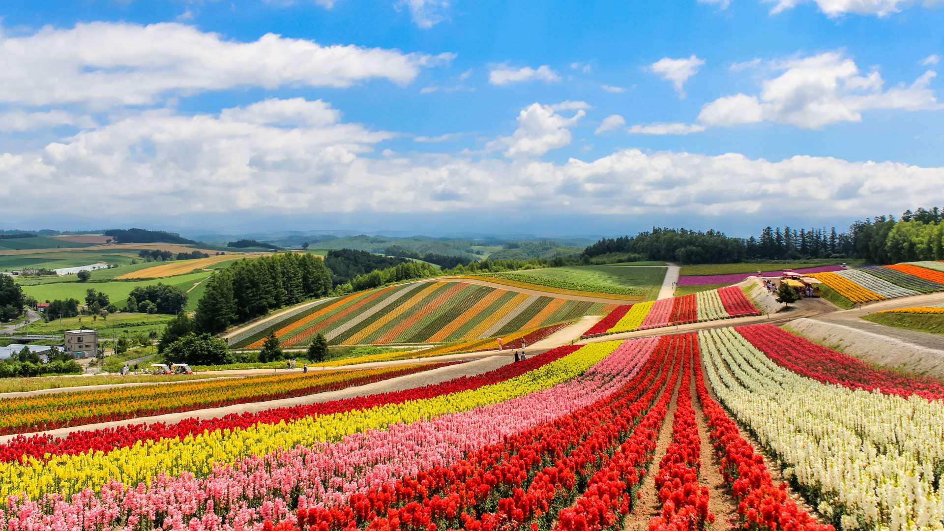Hot Shots: Hokkaido's Flower Fields | Escapism TO