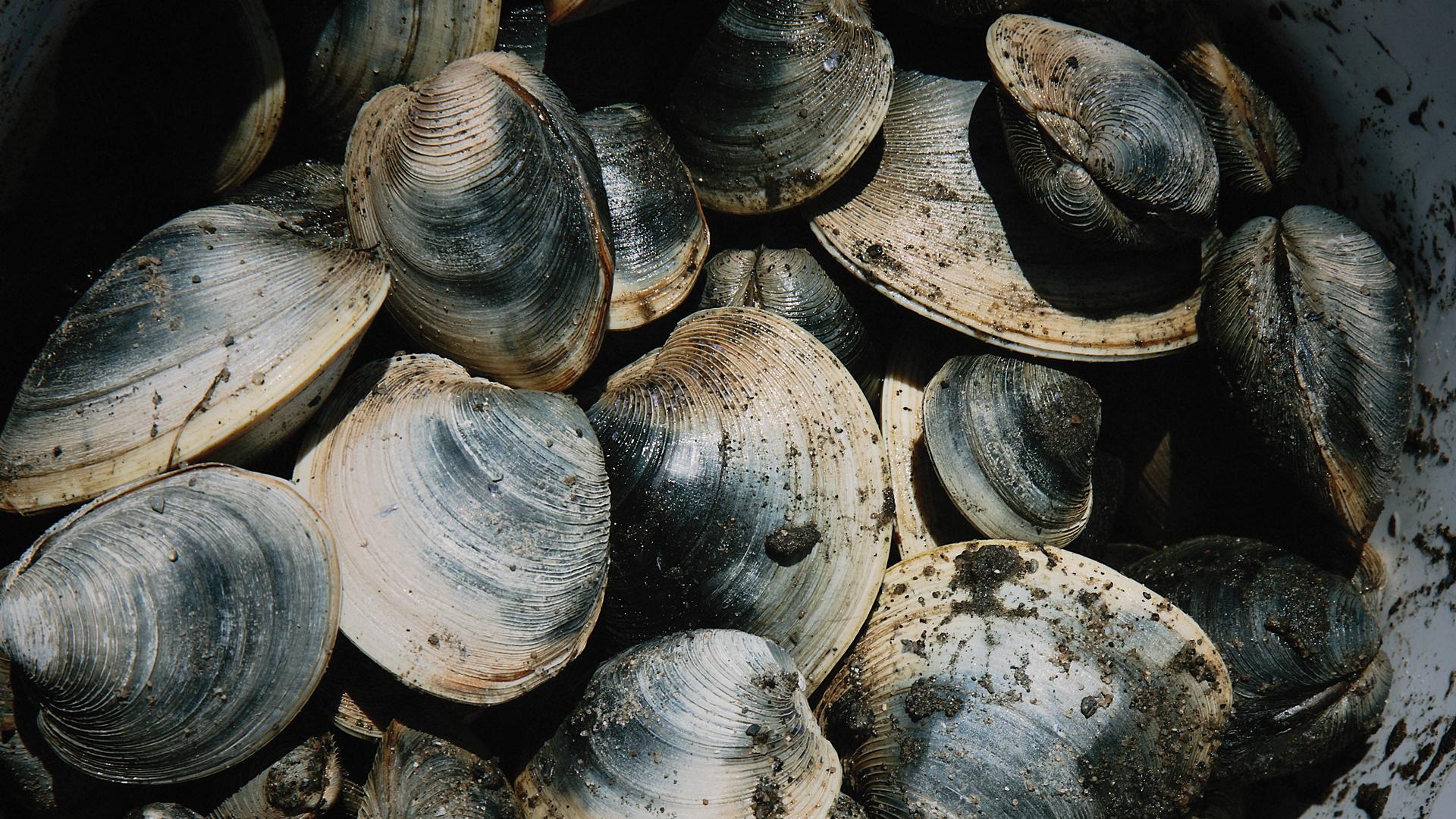 A Rising Tide, cookbook and stories from Canada's Atlantic Coast | Freshly caught clams