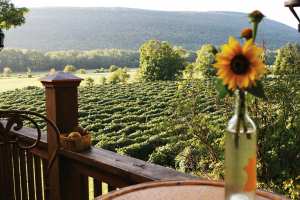 Finger Lakes, New York | The rolling vineyard at Inspire Moore Winery