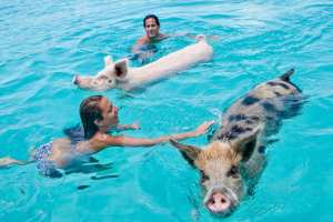 Pigs swim with visitors to the Exumas, Bahamas