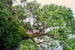 Best honeymoon destinations | Tree-top dining at Nanuku Resort, Fiji