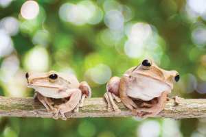 Coquí frogs in El Yunque