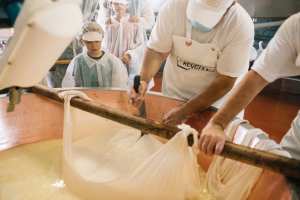 Making Parmigiano Reggiano by hand at the Parmigiano Reggiano Caseificio in Parma, Italy