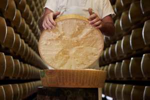 Opening a large wheel of Parmigiano Reggiano