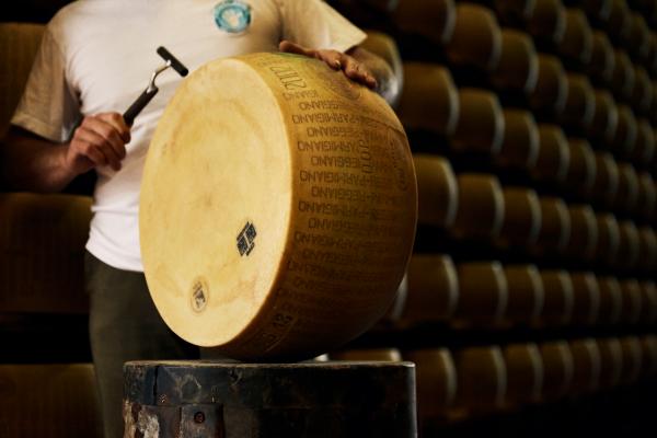 Someone quality checking a large wheel of Parmigiano Reggiano with a hammer in Parma, Italy