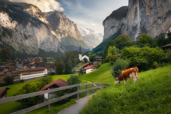 Interlaken, Switzerland | Cows roaming in Lauterbrunnen