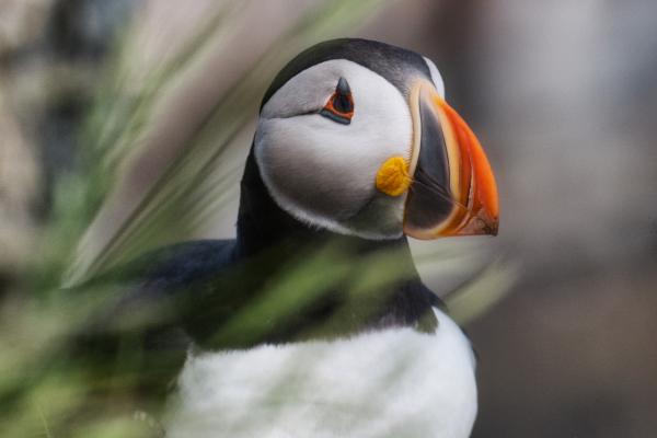 Bonavista, Newfoundland | A puffin in the grass at Elliston Puffin Viewing Site