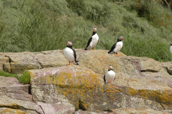 Bonavista, Newfoundland | Puffins on the rocks at Elliston Puffin Viewing Site