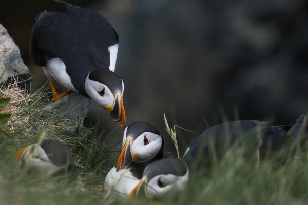 Bonavista, Newfoundland | Puffins huddled together at Elliston Puffin Viewing Site