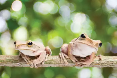 Coqu&iacute; frogs in El Yunque