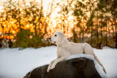 Therapy dog, Honey at Dimensions Algonquin Highlands
