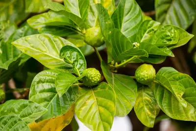 Noni fruit in Mo'orea, French Polynesia