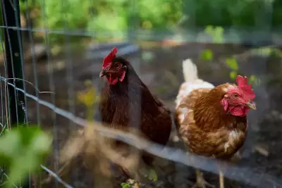 2026 Travel trends | Chickens at Udderly Ridiculous Farm
