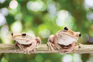 Coqu&iacute; frogs in El Yunque