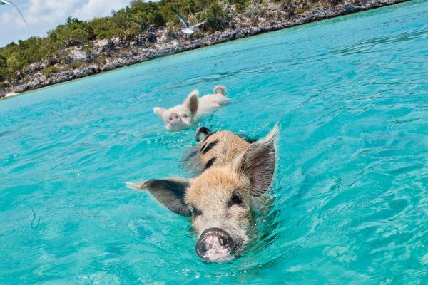 Swimming pigs in the Exumas, Bahamas