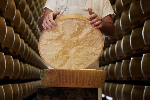 Opening a large wheel of Parmigiano Reggiano Opening a large wheel of Parmigiano Reggiano