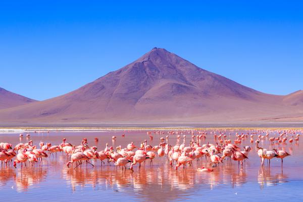 Laguna Colorada, red salt lake near Uyuni, Bolivia