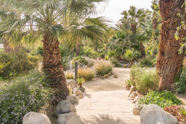 Greenery at Two Bunch Palms in Desert Hot Springs, California