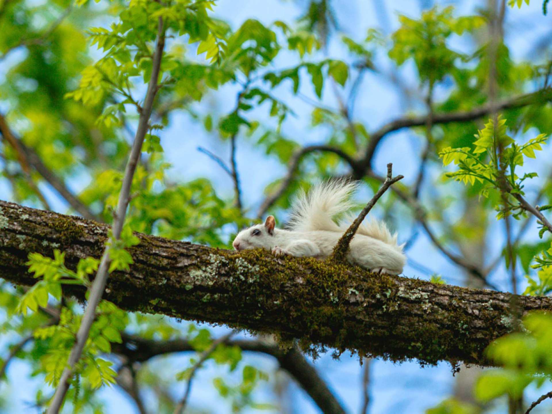North Carolina | A white squirrel on a tree branch in Brevard, North Carolina