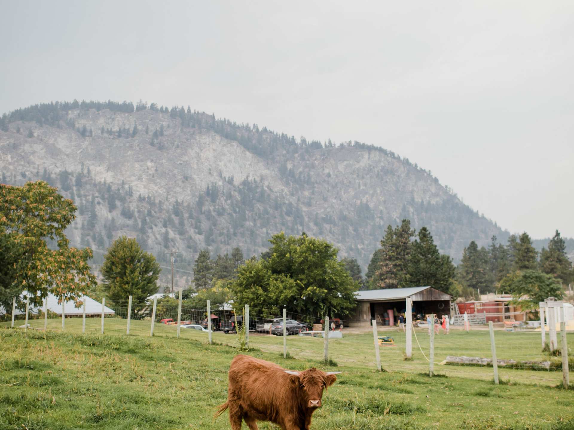 Best wineries and things to do in Osoyoos and Oliver B.C. | Livestock at Covert Farms