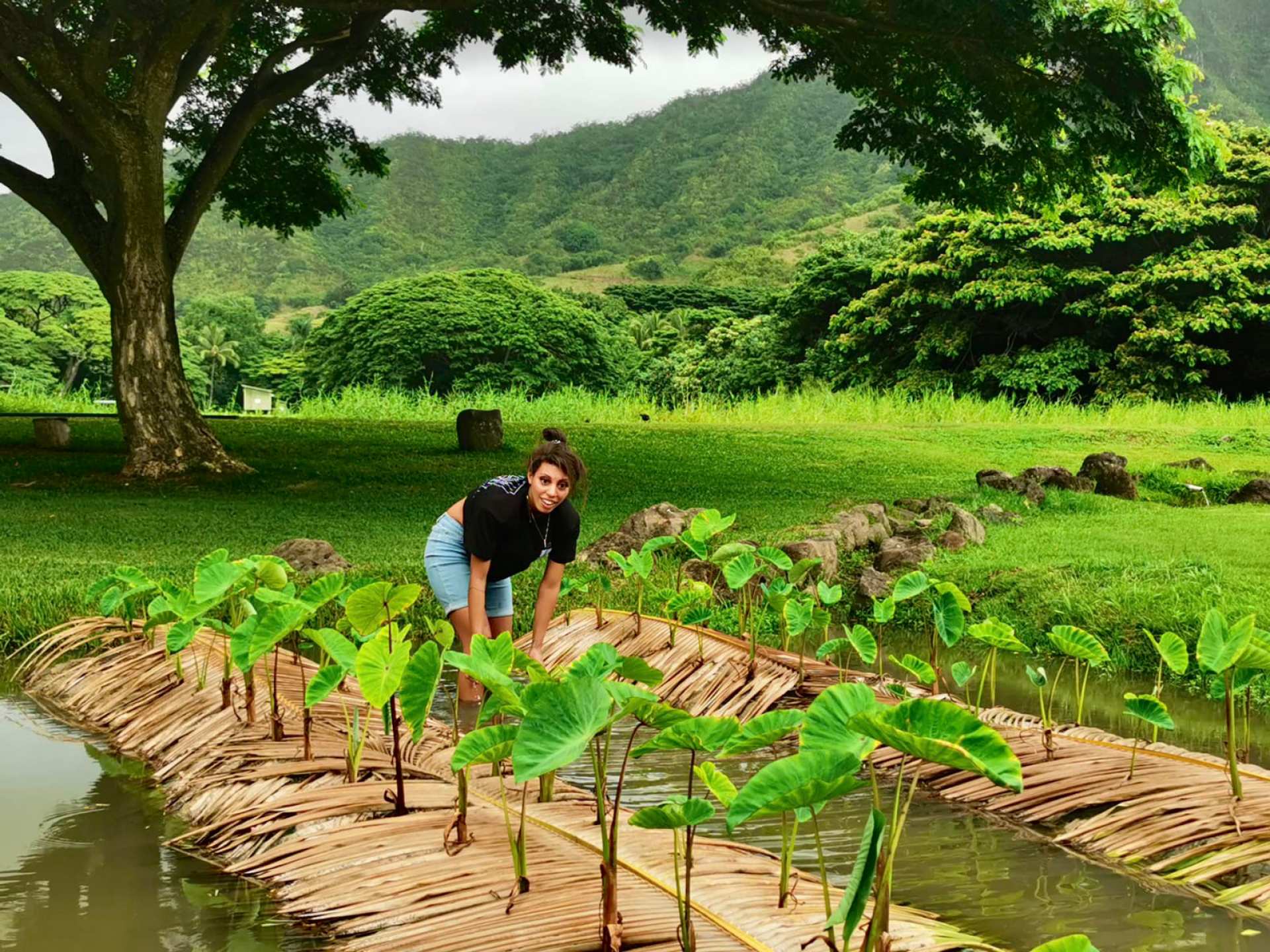 Taylor Newlands working in the taro patch at Kualoa Ranch