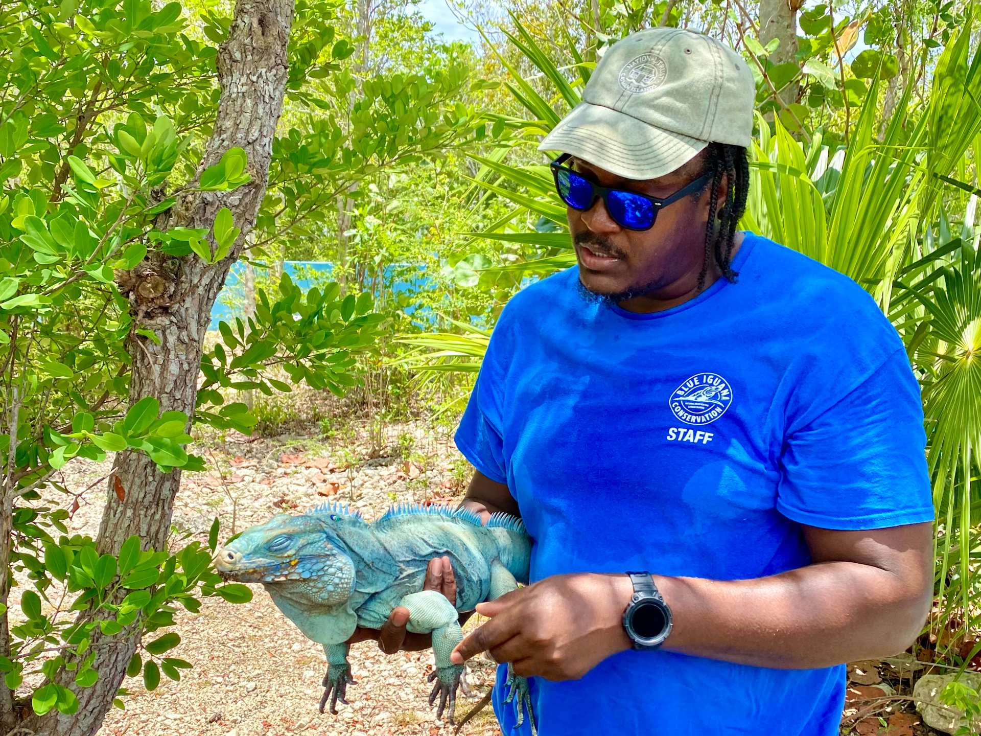 Joe holds a blue iguana in the Cayman Islands