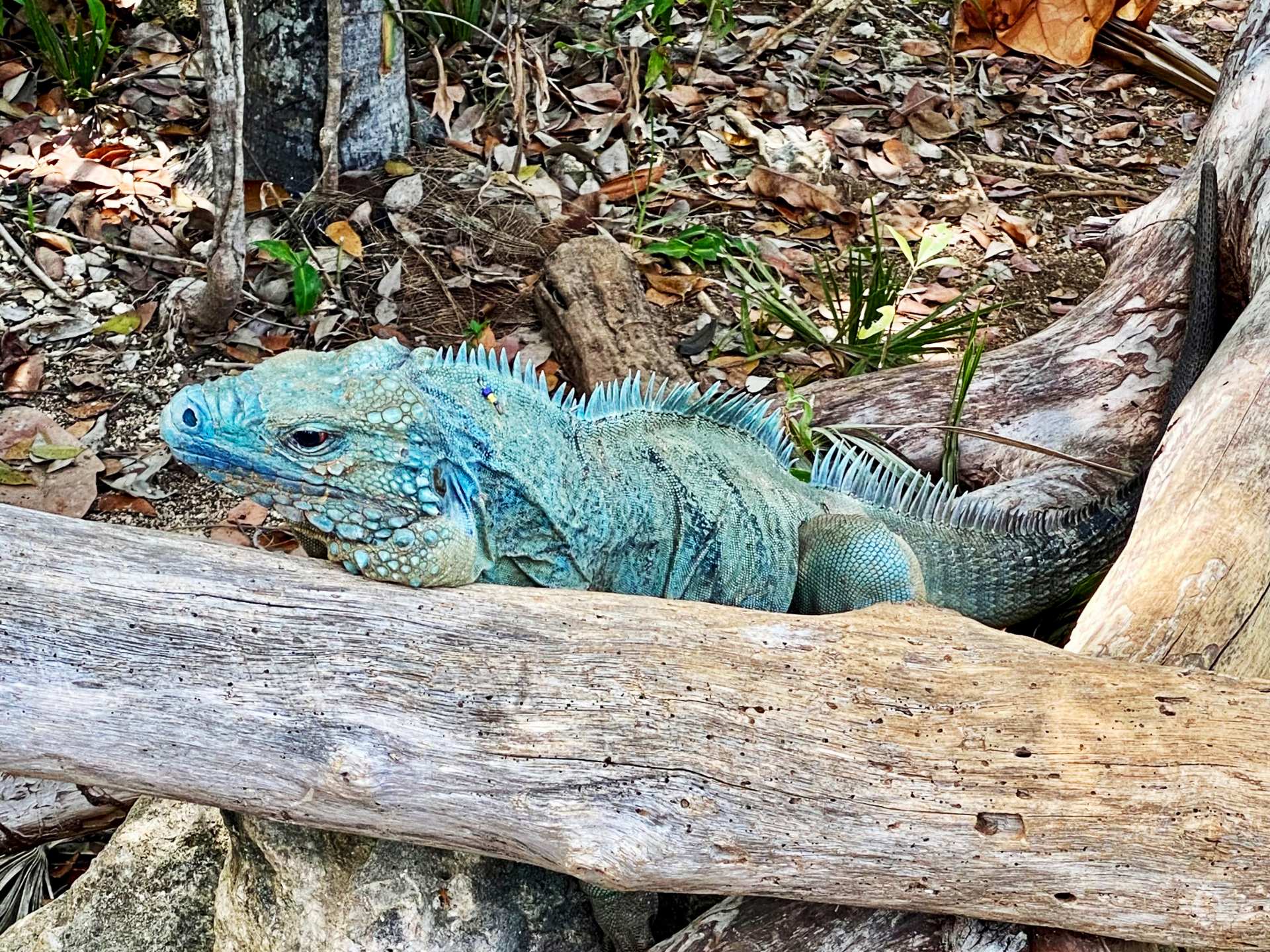 A blue iguana in the Cayman Islands