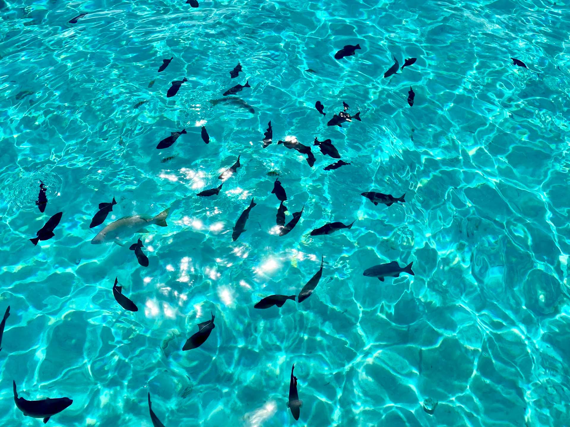 Fish swimming in the Cayman Islands