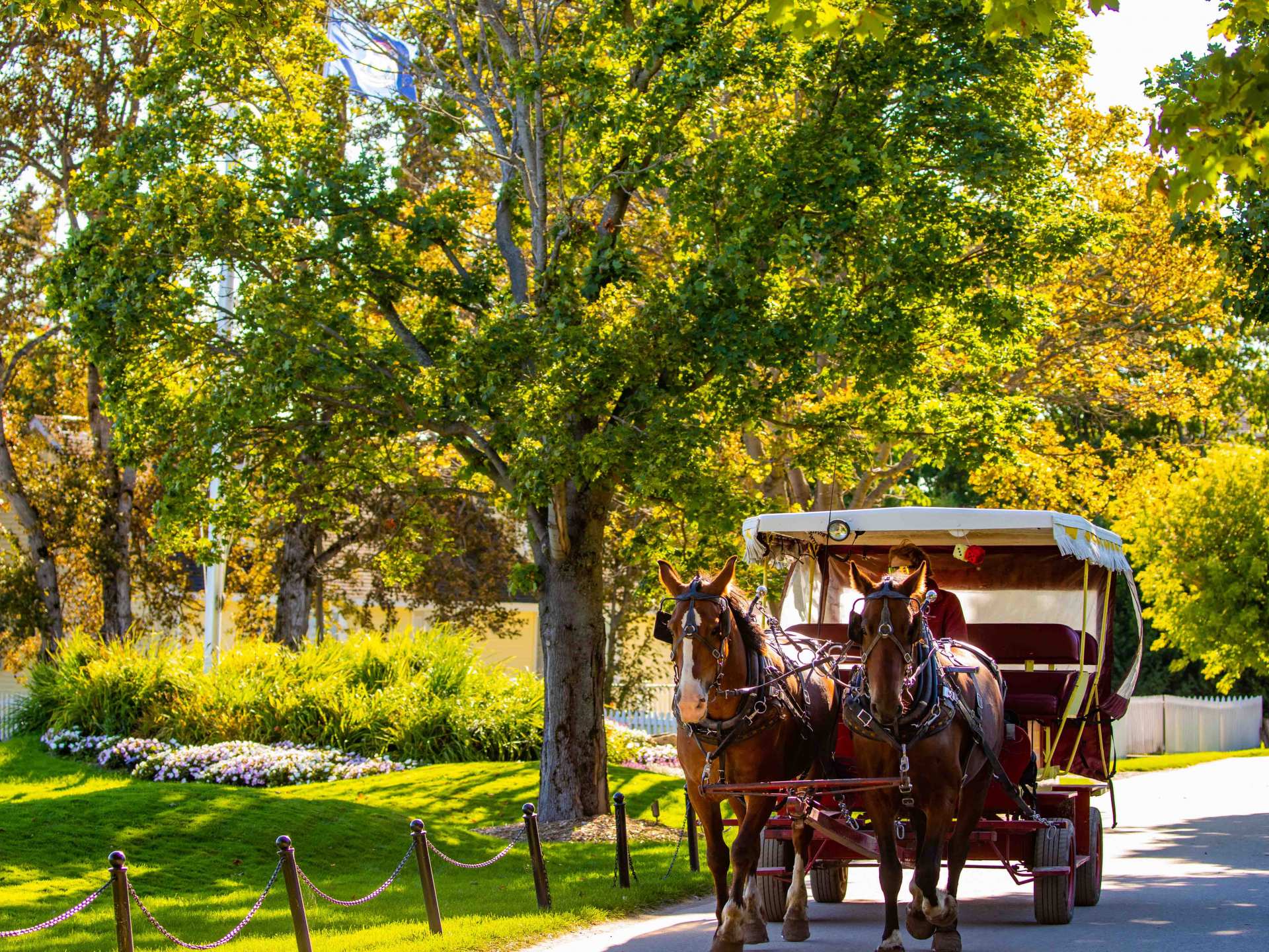 Mackinac Island | A horse and carriage walking by trees on Mackinac Island