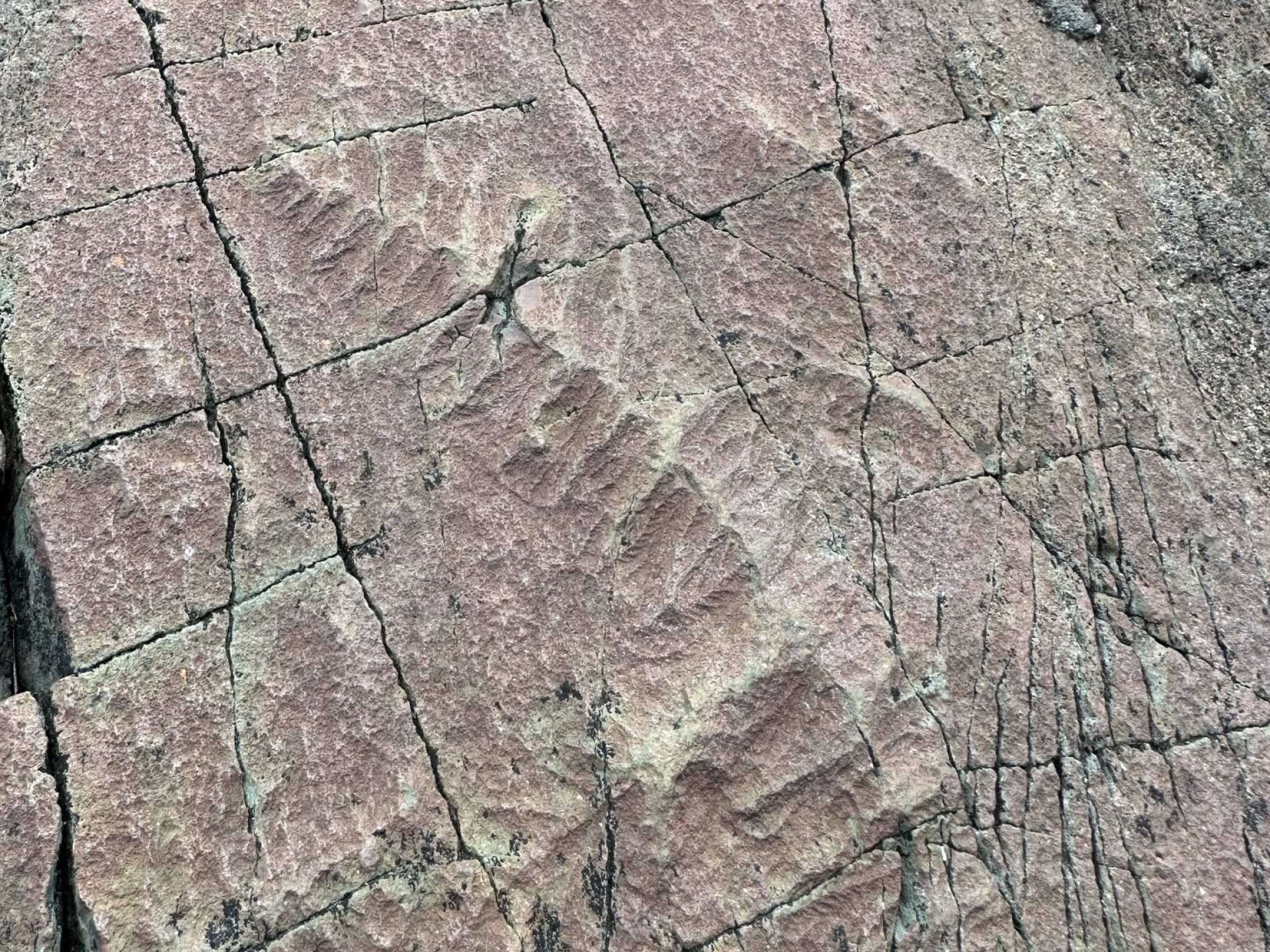 Newfoundland travel | Detailed fossils in the rock at Mistaken Point in Newfoundland and Labrador