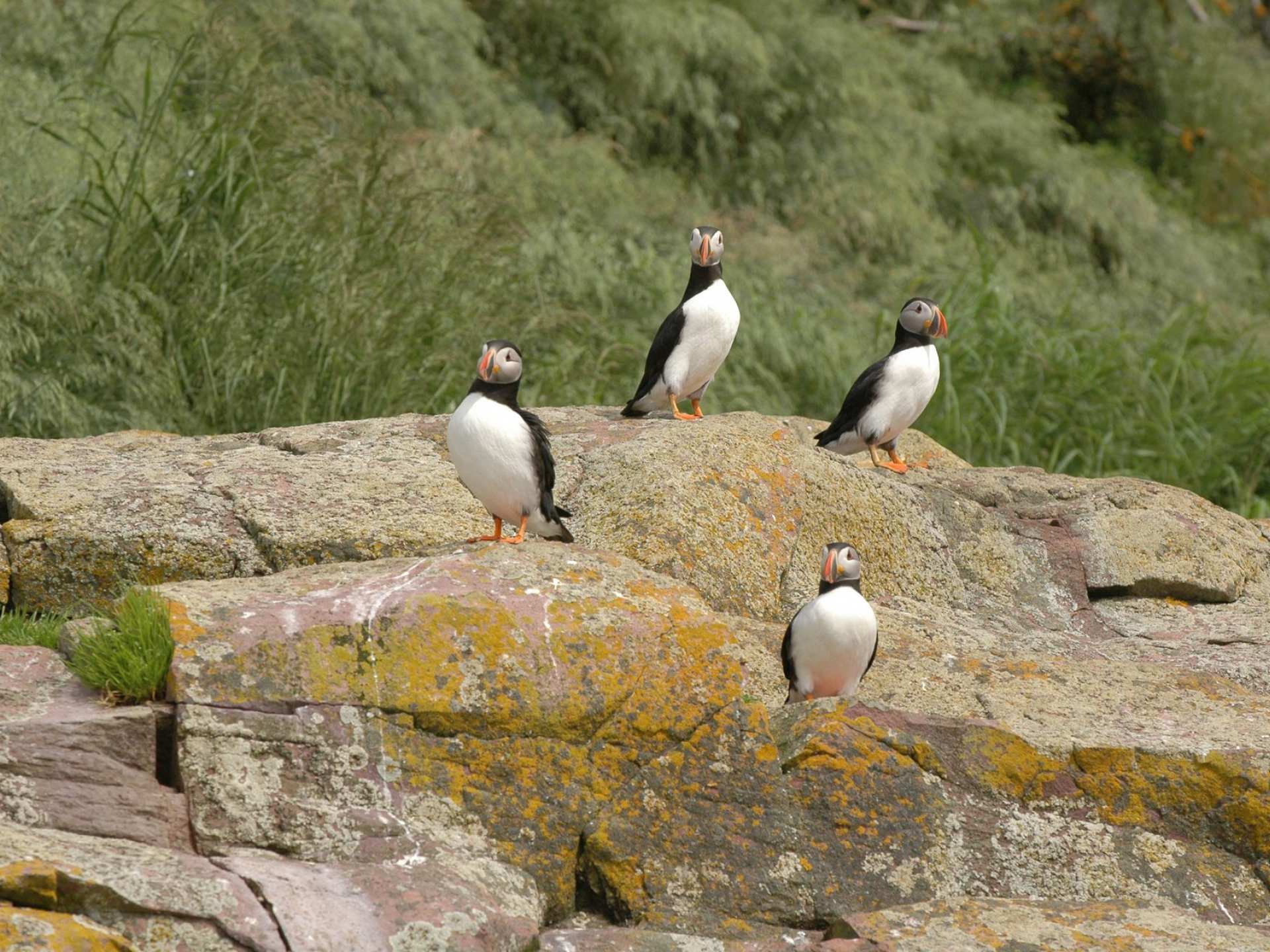 Newfoundland travel | Puffins perched on a rock in Newfoundland and Labrador