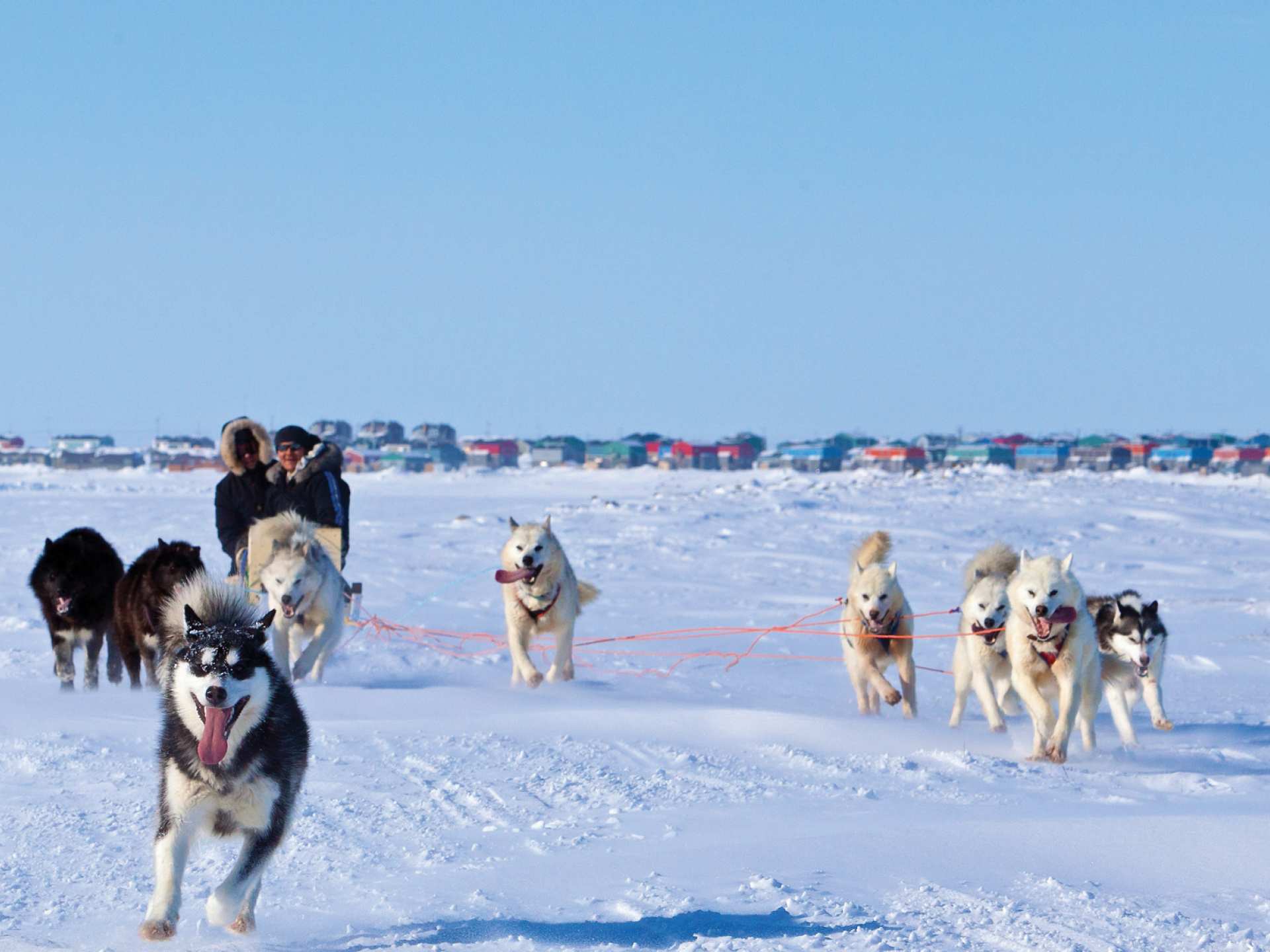 Nunavik | A team of dogs pull a sled on one of the many Inuit Adventures tours