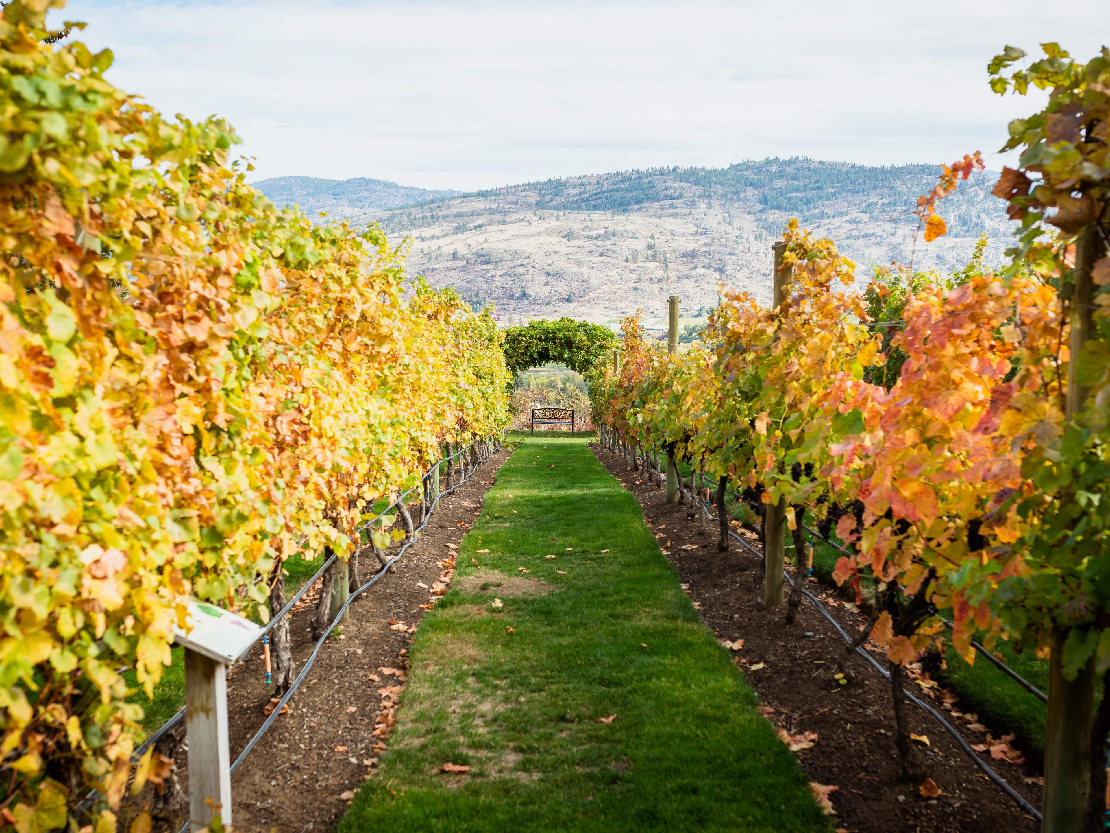 The best wineries in Osoyoos and Oliver Escapism TO